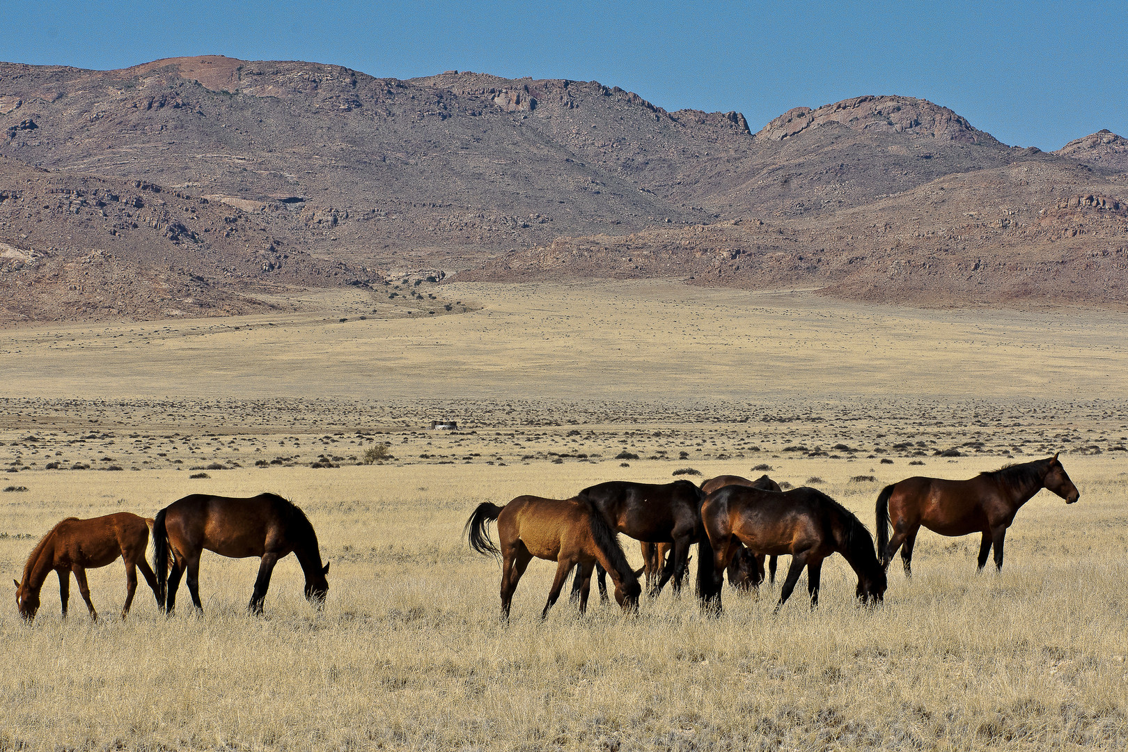 Die Wildpferde der Namib bei Garub