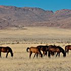 Die Wildpferde der Namib bei Garub