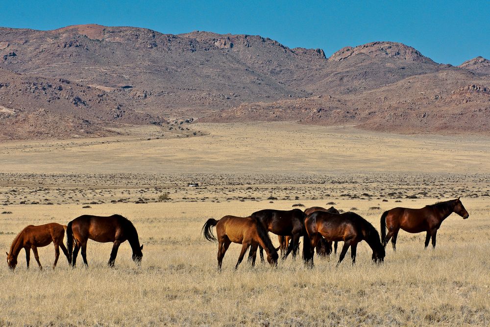 Die Wildpferde der Namib bei Garub