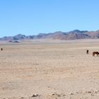 Die Wildpferde der Namib