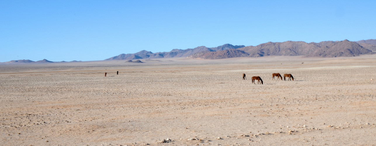 Die Wildpferde der Namib