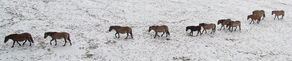 Die Wildpferde im Schnee I