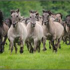 « Die Wildpferde kommen II »