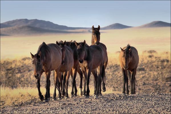 Die Wildpferde von Garub