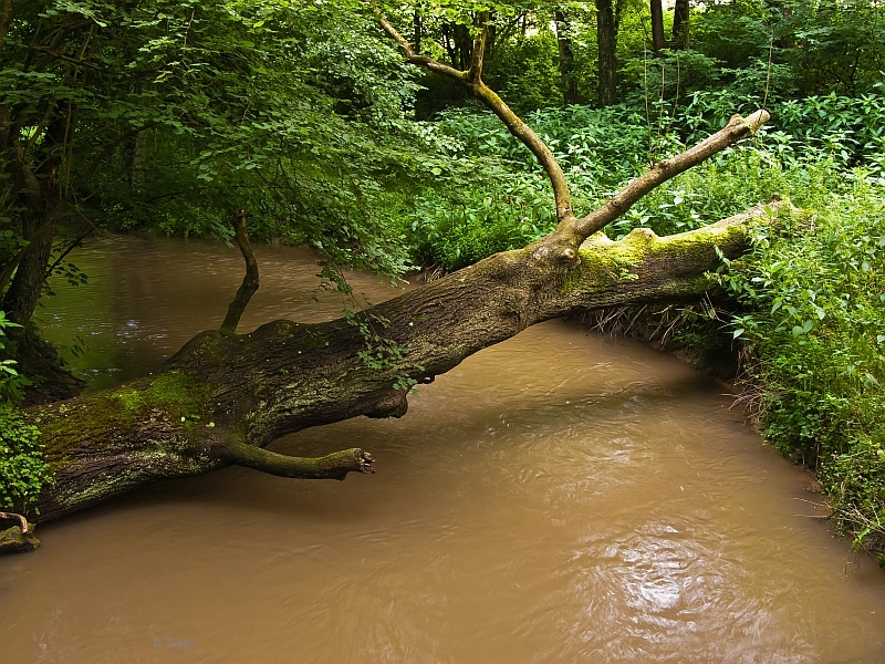 die wildromantische Düssel