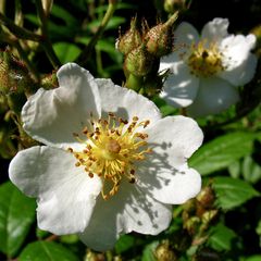 Die Wildrose im Garten ist aufgeblüht! DAS PFINGSTBLÜMCHEN FÜR EUCH ALLE !