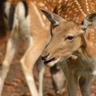 Die Wildsaison hat begonnen