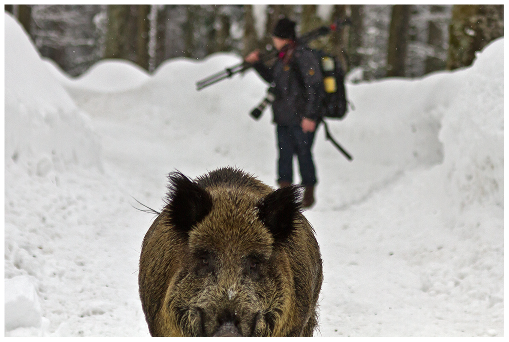 Die Wildsau...        Eine Aufnahme vom Februar 2012...