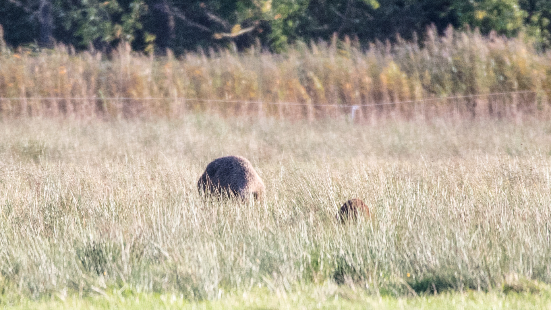 Die Wildschweine am Pramort