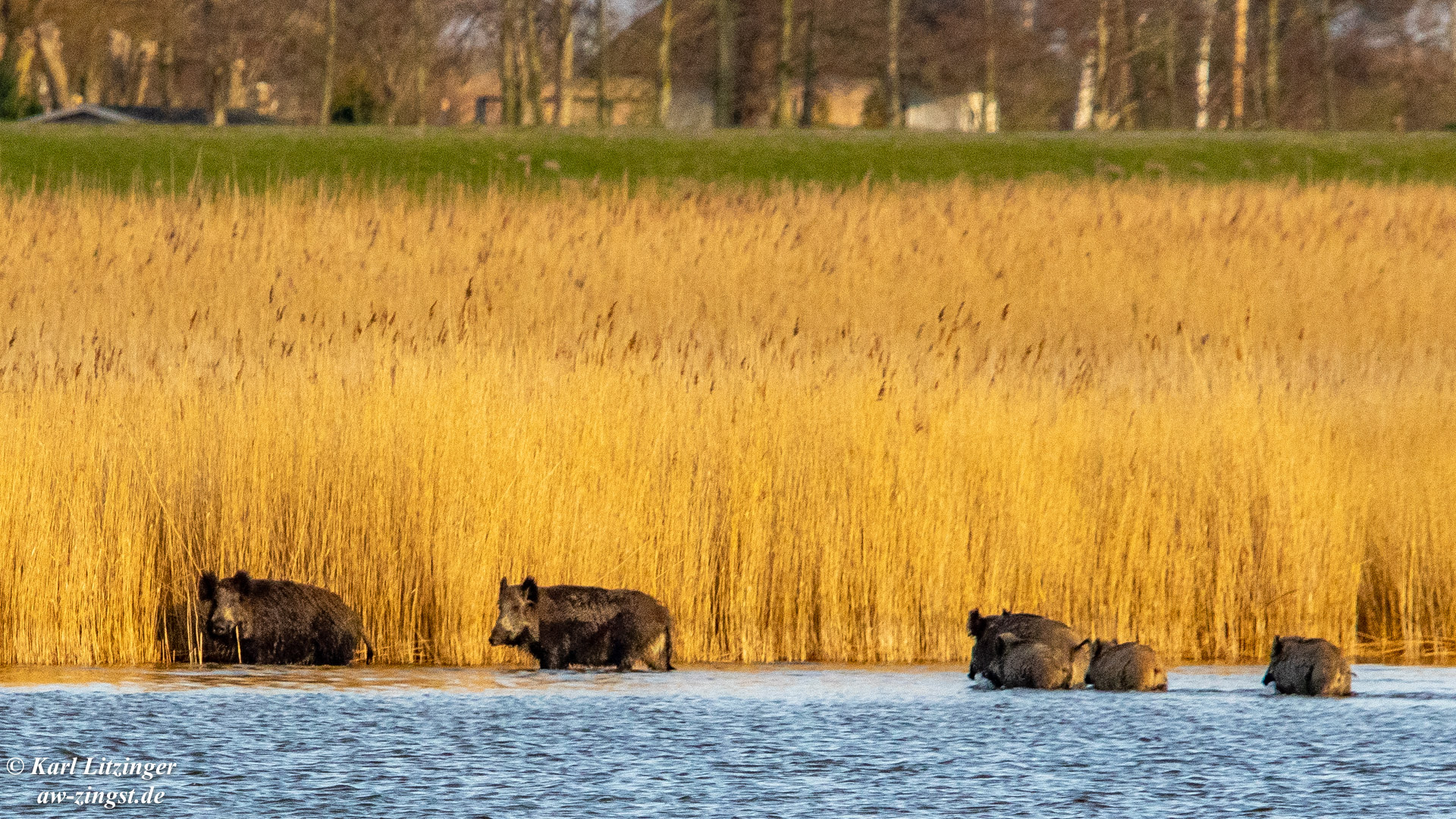 Die Wildschweine hatten Badetag.