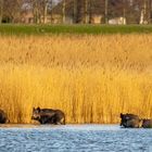 Die Wildschweine hatten Badetag.