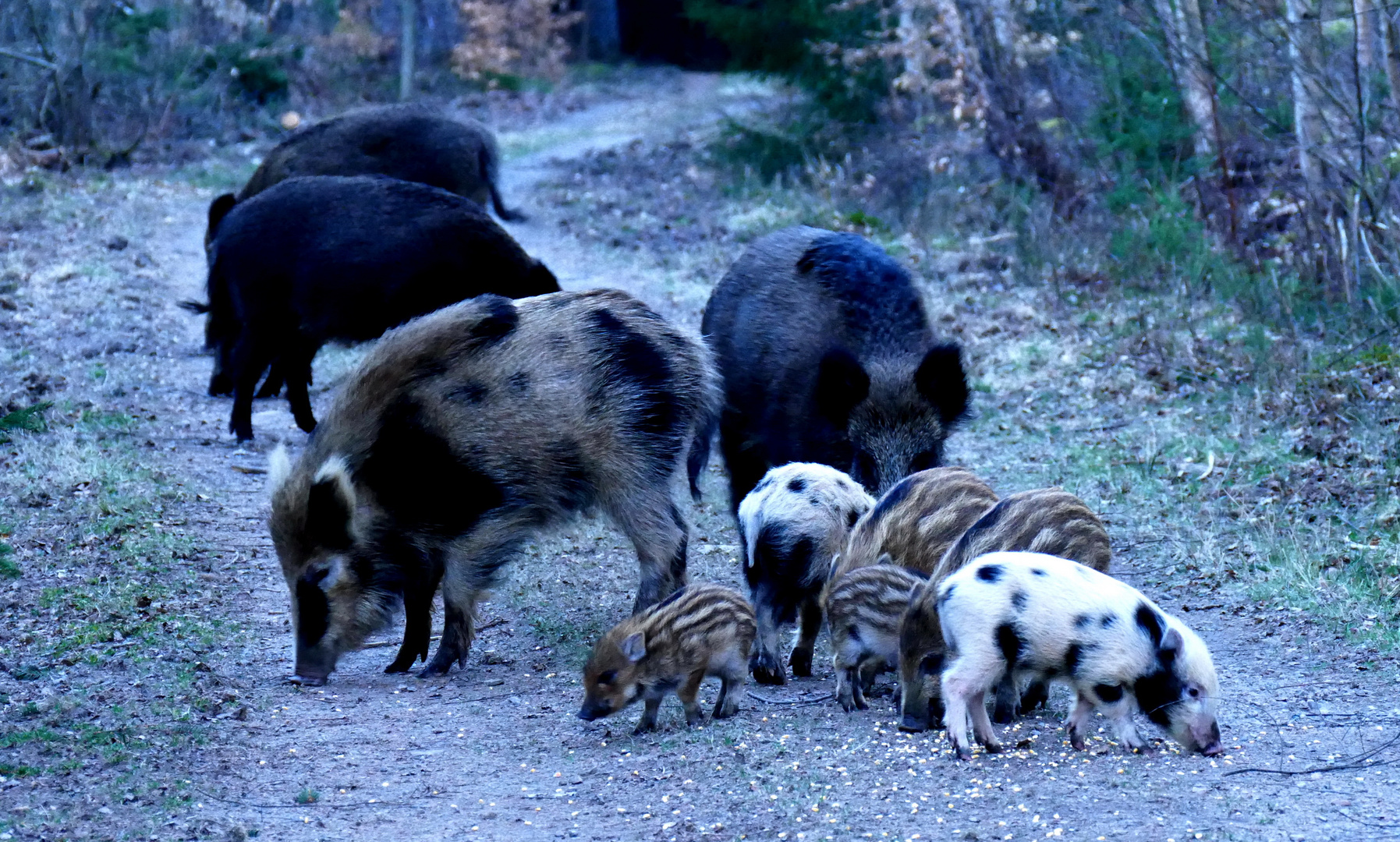 die Wildschweinrotte