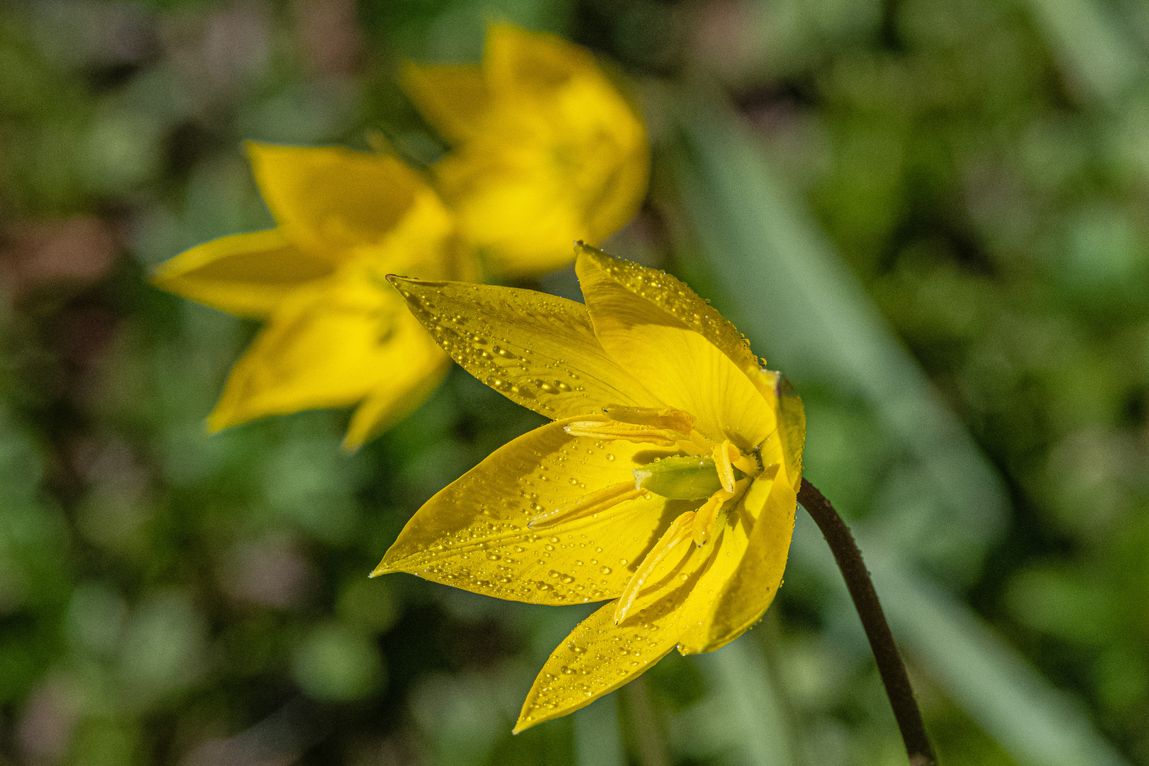 Die Wildtulpe oder Weinberg-Tulpe.