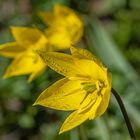 Die Wildtulpe oder Weinberg-Tulpe.