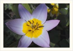 Die Wildtulpe Tulipa saxatilis (syn. Tulipa bakeri, Kretische Tulpe, Felsentulpe