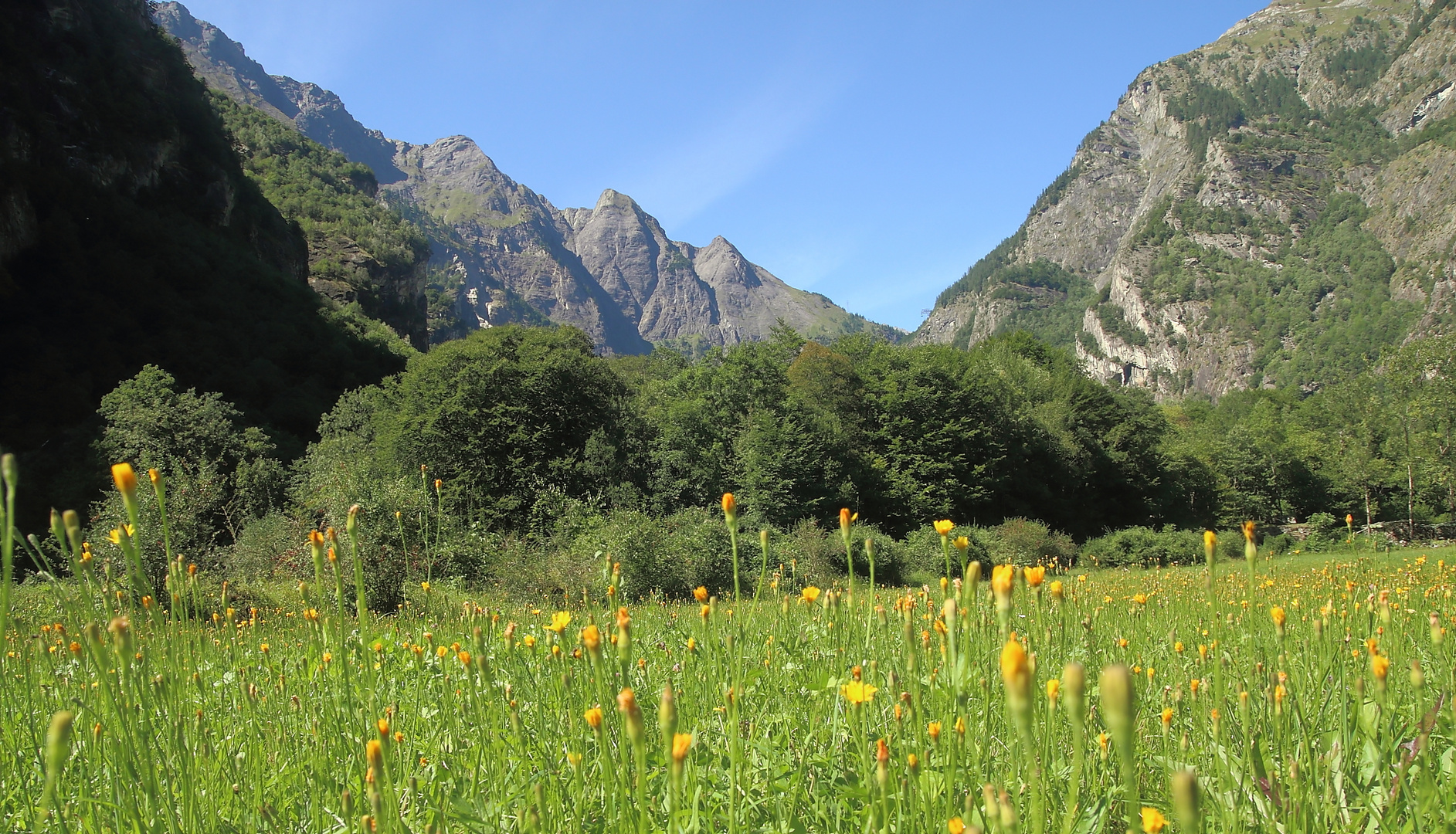 Die Wildwiese am Ende des Tales...