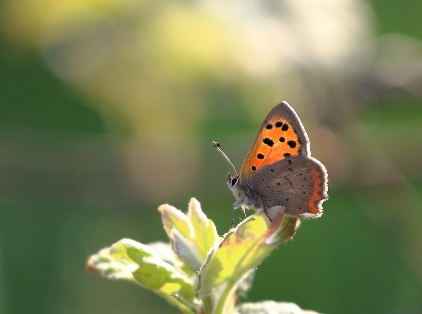 Die Wildwiese lebt wieder 2