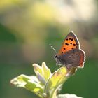 Die Wildwiese lebt wieder 2