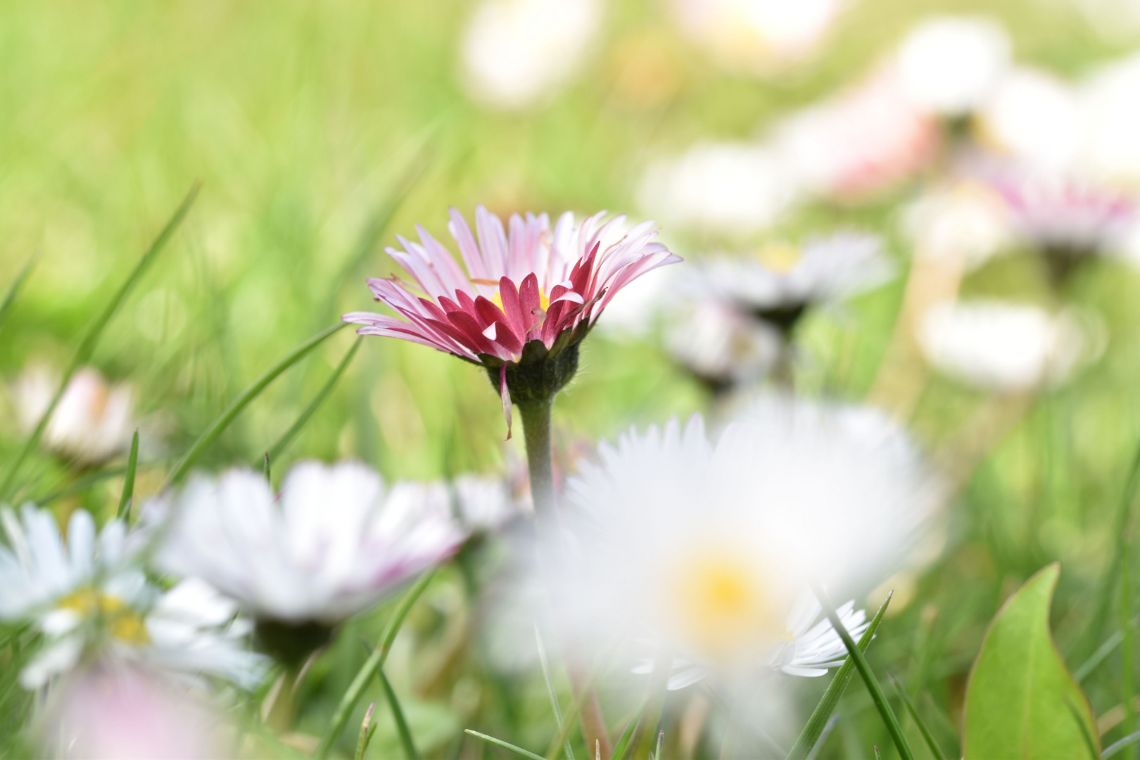 Die will hoch hinauf. Gänseblümchen