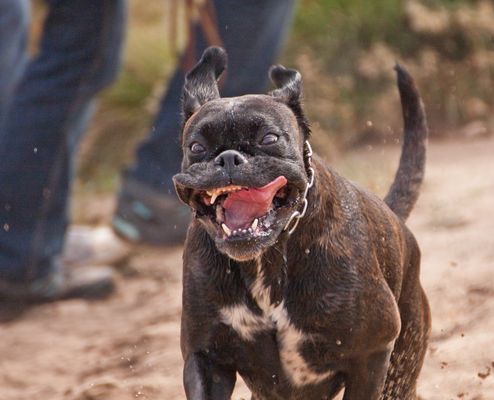 Die will nur spielen.....