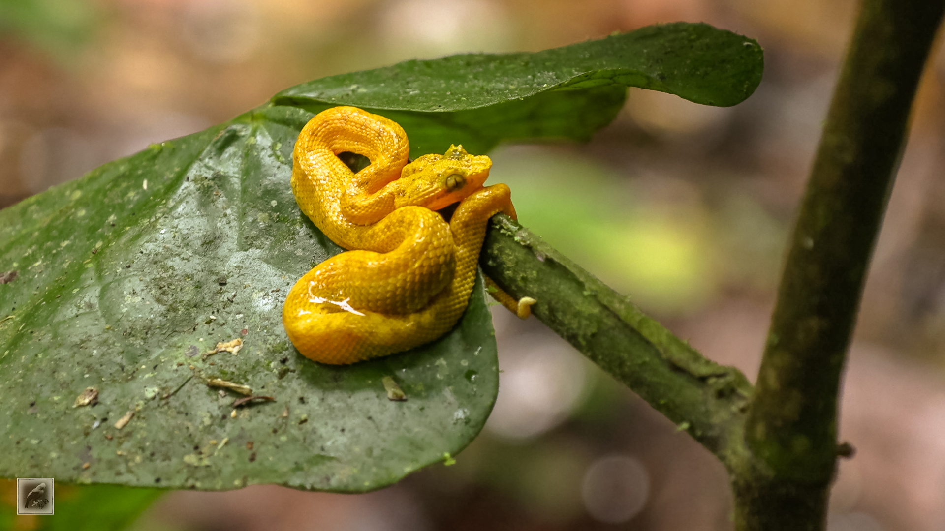 Die Wimpernviper (Bothriechisis schlegelii)