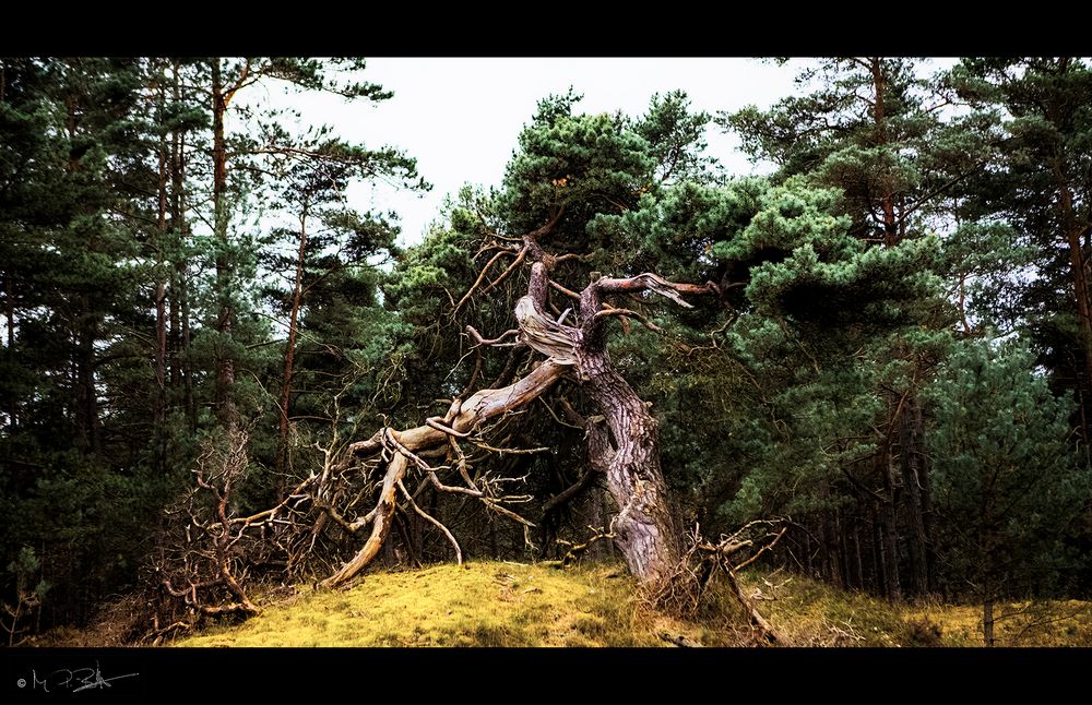 Die Windbraut ist abgehauen...