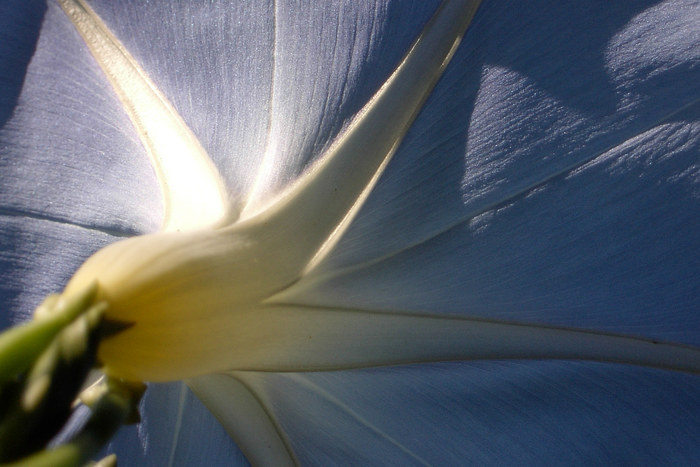 Die Winde, die Sonnenstrahlen fängt