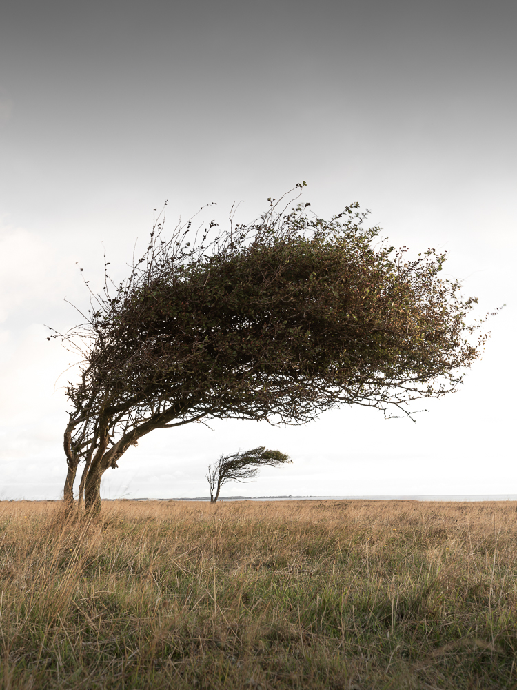 -  Die Windflüchter -