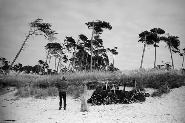 Die Windflüchter