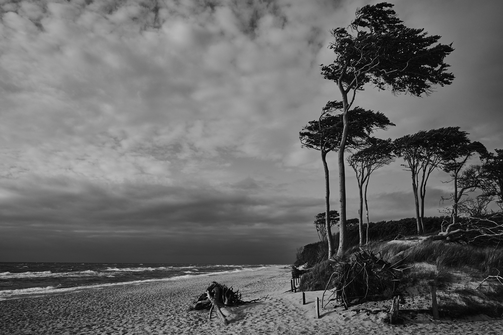 Die Windflüchter vom Weststrand