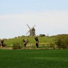 Die Windmühle auf Usedom