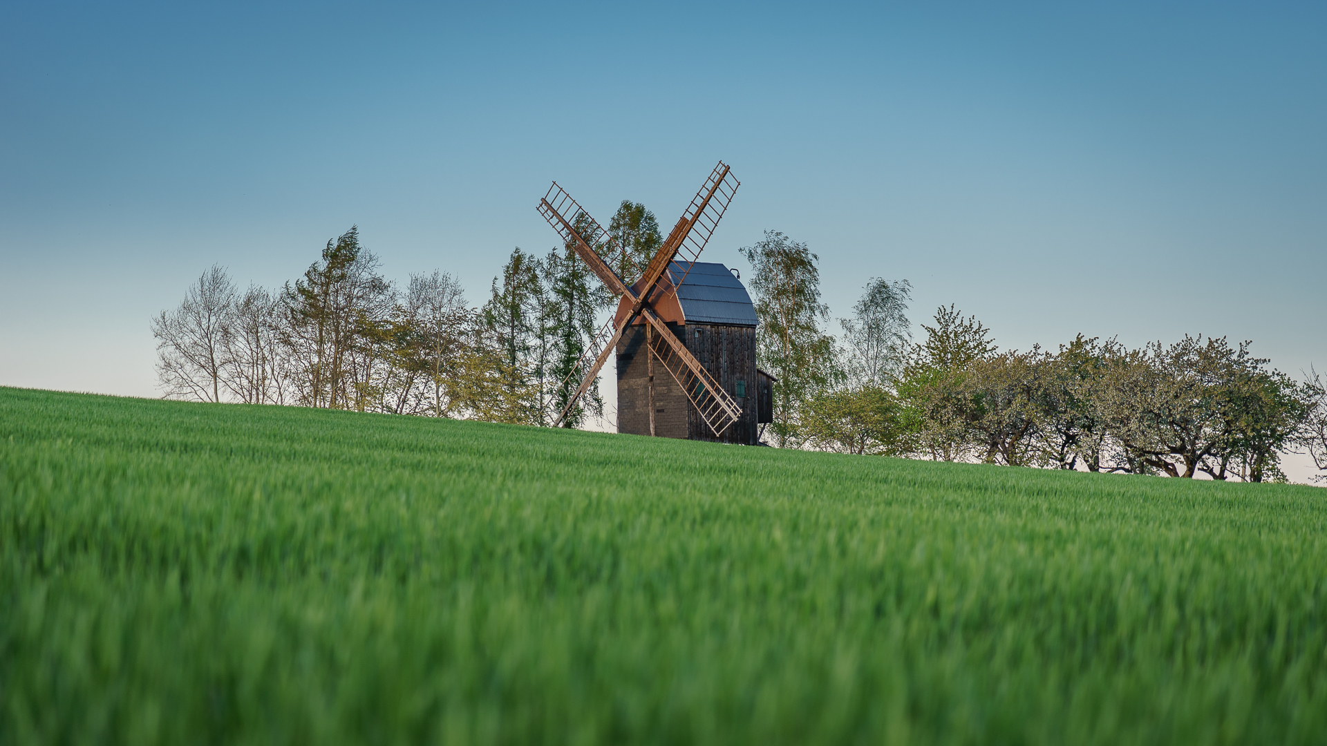 Die Windmühle in Sargstedt (1)