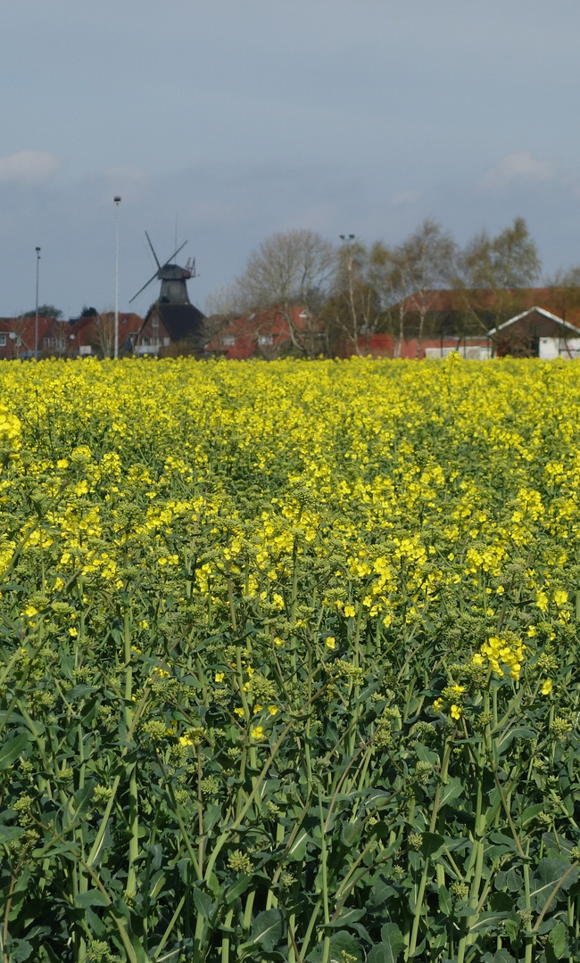 Die Windmühle von Carolinensiel mit Rapsdeko im Frühjahr 2014