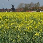 Die Windmühle von Carolinensiel mit Rapsdeko im Frühjahr 2014