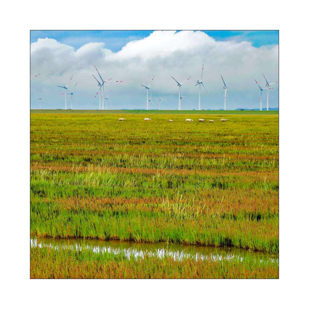 Die Windräder still, Schafe bagannen zu pusten - das Jüngste musste anschließend stark husten.