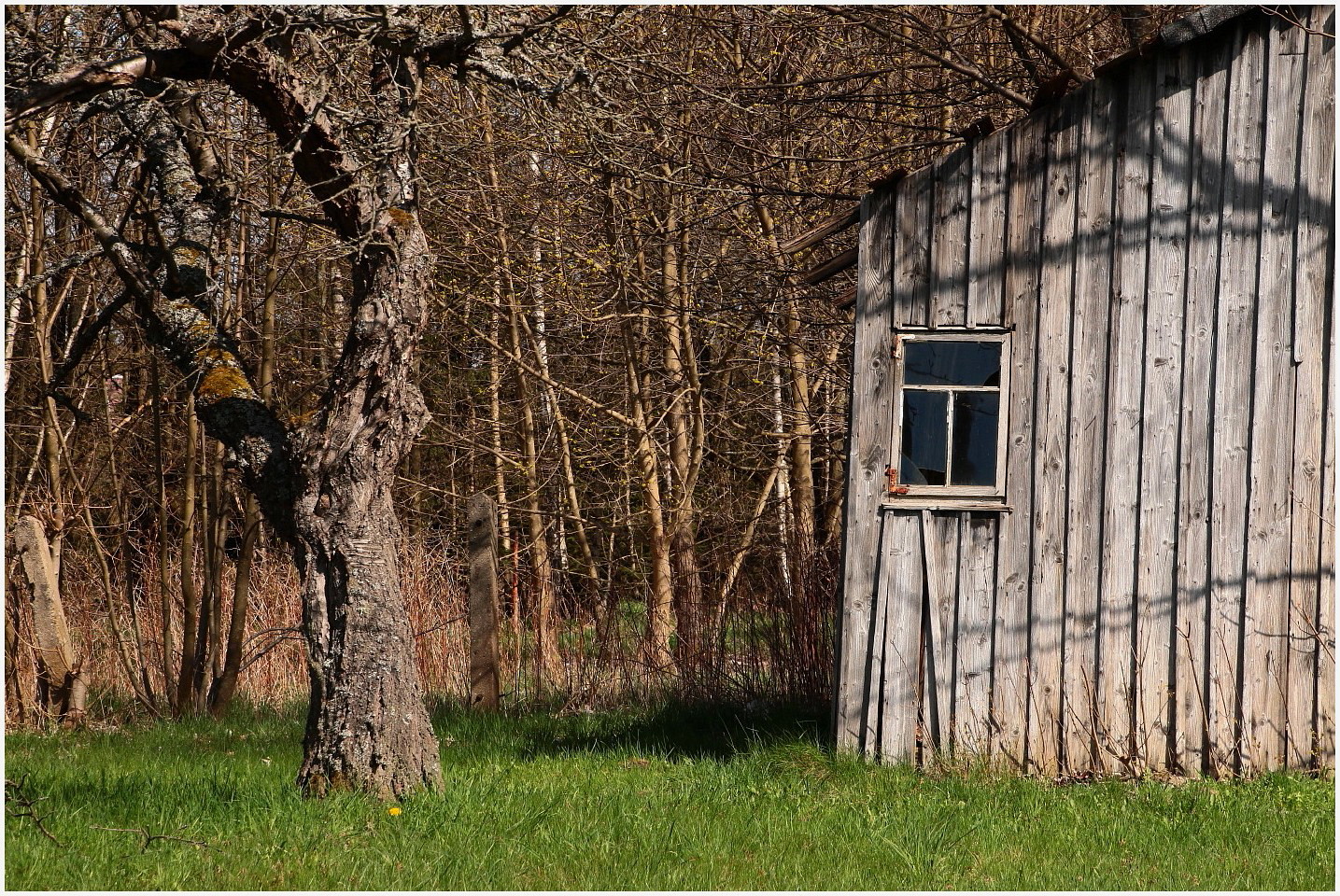 Die windschiefe Hütte und der erschrockene Kirschbaum