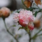 Die Winter Blume!!