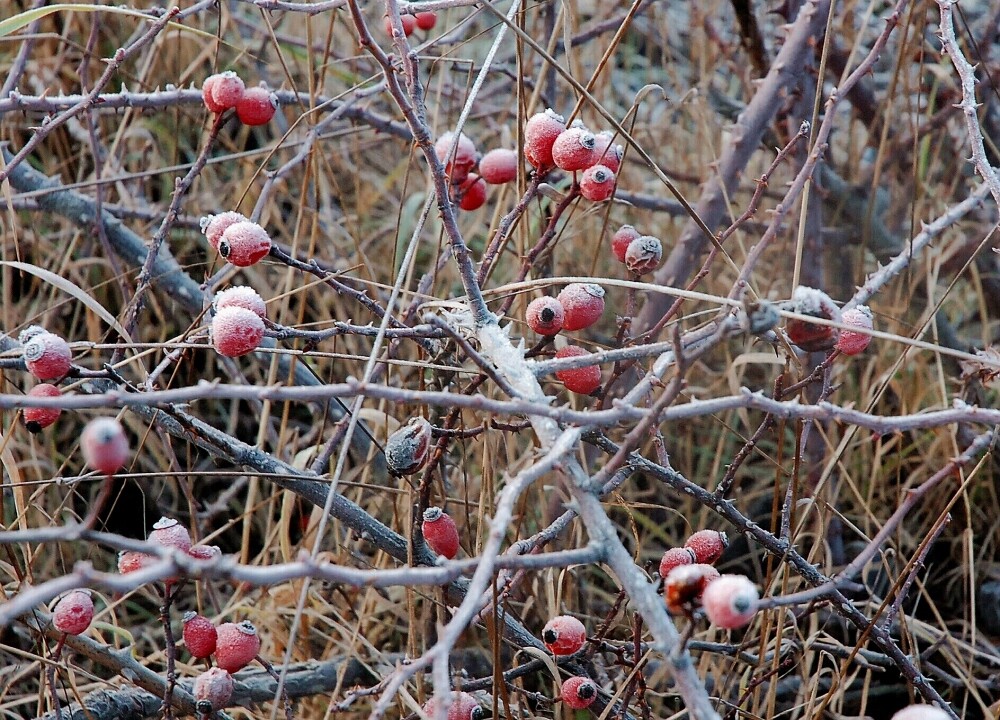 die Winter-Hagebutte