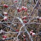 die Winter-Hagebutte