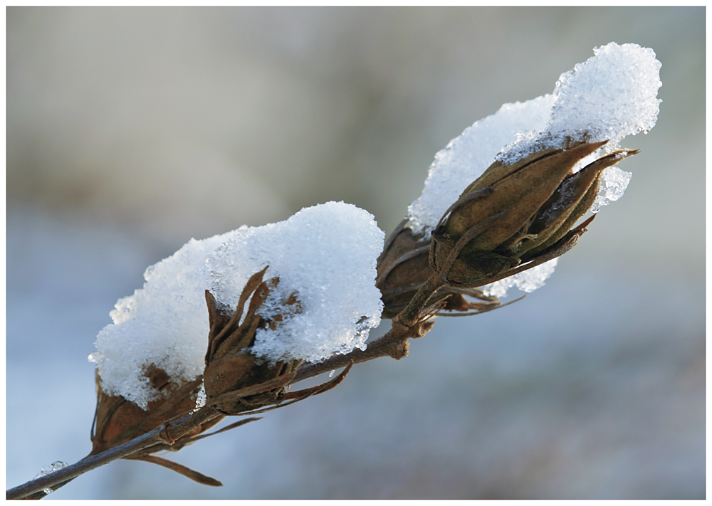 Die Winterblume