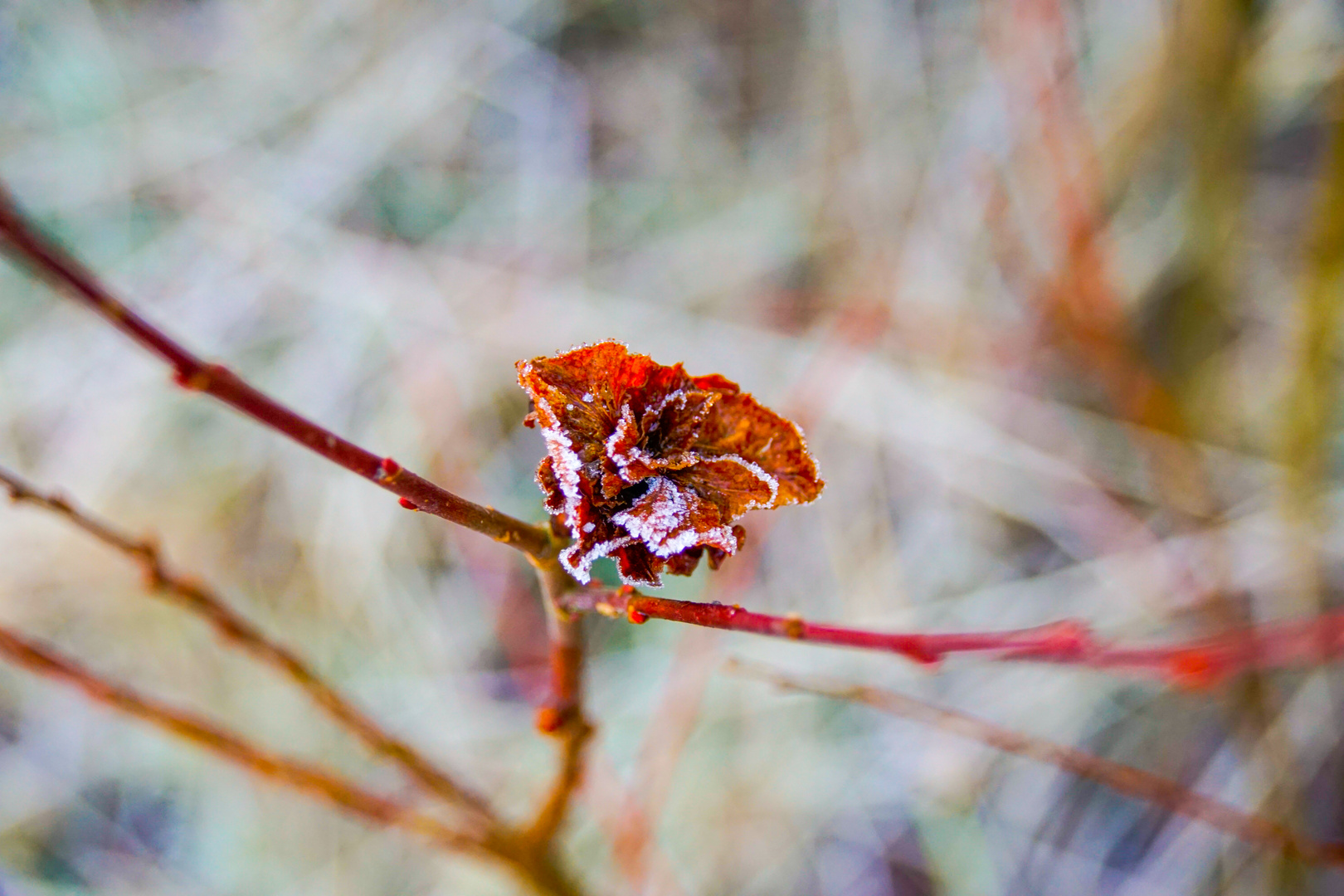 Die Winterblume