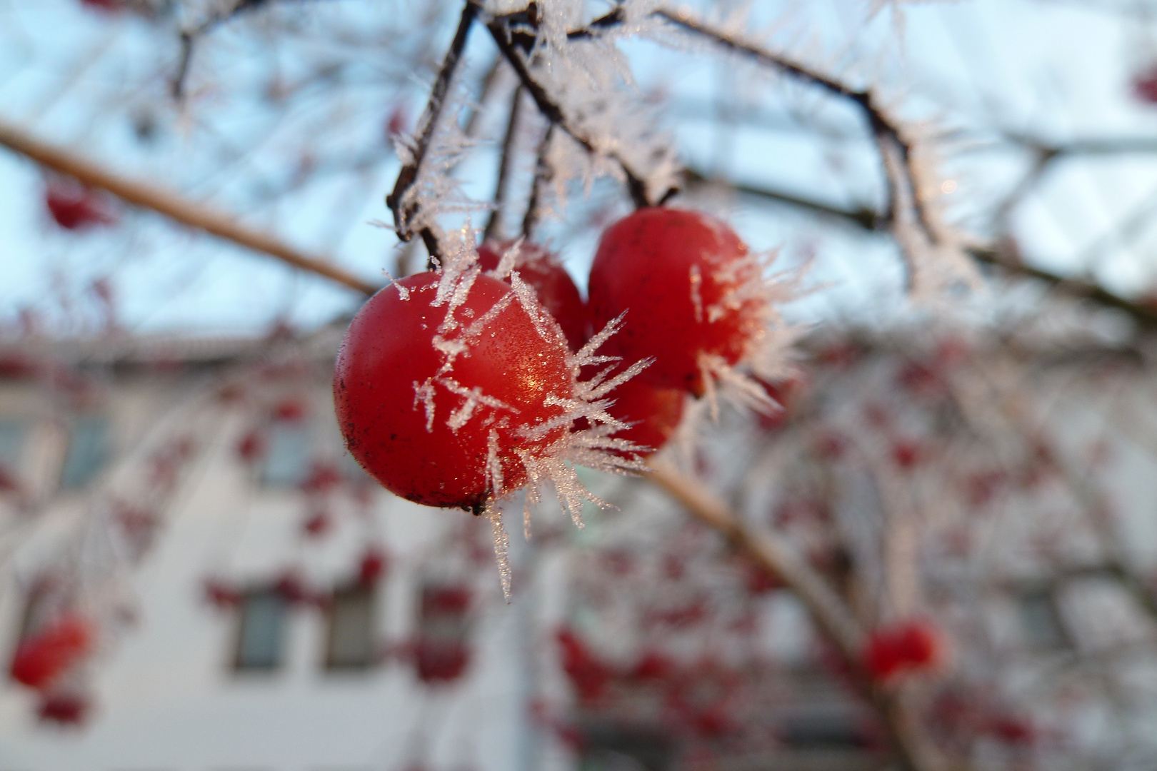 Die winterfeste Dornenvogelbeere