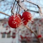 Die winterfeste Dornenvogelbeere