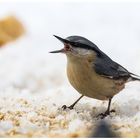 Die Winterfütterung geht weiter