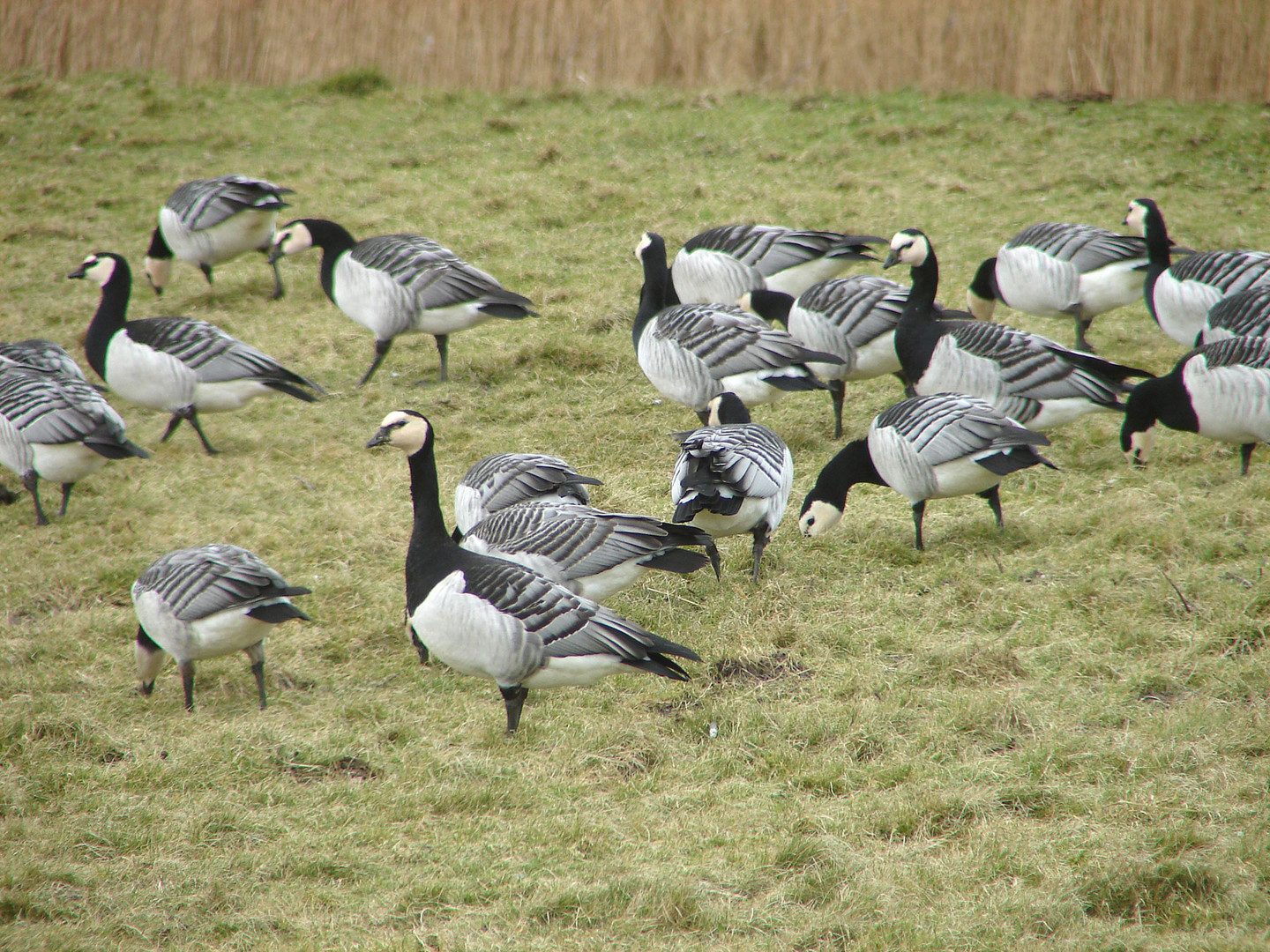 Die Wintergäste sind da: Weißwangengänse in Holland