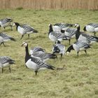 Die Wintergäste sind da: Weißwangengänse in Holland