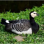 Die Wintergäste treffen ein (10) - Weißwangen-oder Nonnengänse (Branta leucopsis)