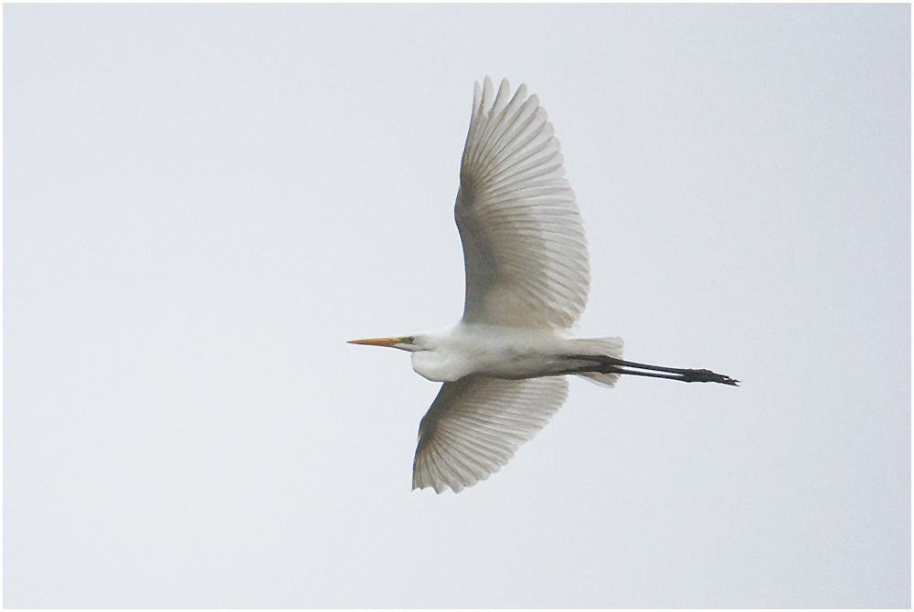 Die Wintergäste treffen ein (12) - Silberreiher (Ardea alba, Syn.: Casmerodius albus, Egretta alba) 