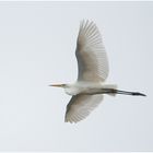 Die Wintergäste treffen ein (12) - Silberreiher (Ardea alba, Syn.: Casmerodius albus, Egretta alba) 