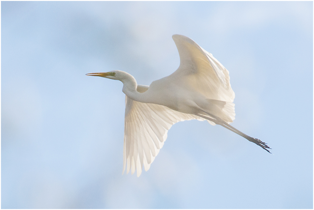  Die Wintergäste treffen ein (14) - Silberreiher (Ardea alba, Syn.: Casmerodius albus, Egretta alba)